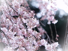 枝垂れ桜2