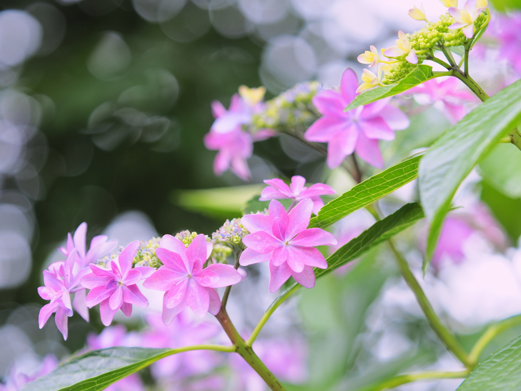 初夏の花火