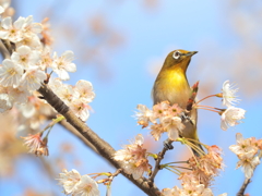 桜ジロー