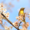 桜ジロー