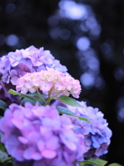 紫陽花 ラストスパート