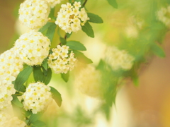 コデマリの花