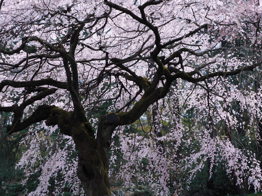 枝垂れ桜