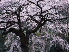 枝垂れ桜