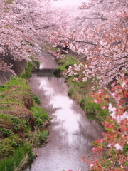 春色の川