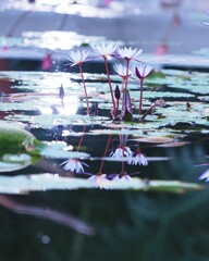 水鏡