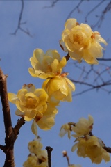 蝋梅@大宮第二公園