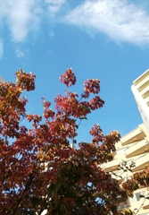 文京区お茶の水女子大学前の紅葉