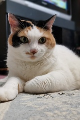 ネコ