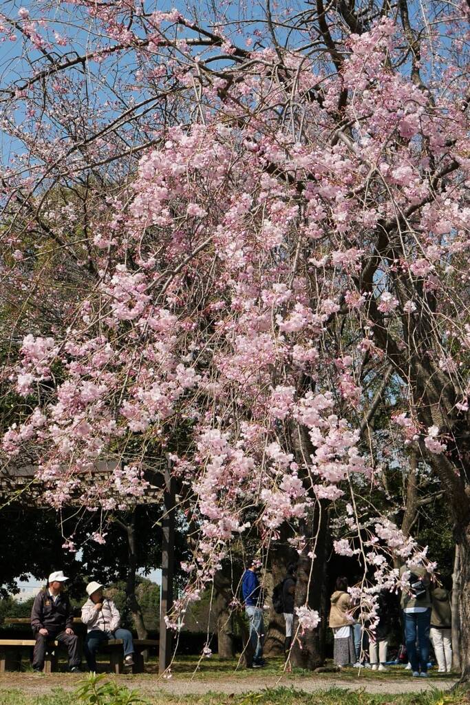 桜2021-(3) @三橋総合公園