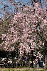 桜2021-(3) @三橋総合公園