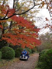 小石川植物園