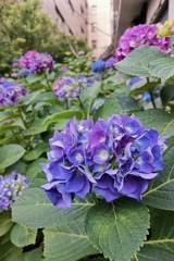 紫陽花 @大塚