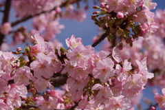 椿山荘　河津桜