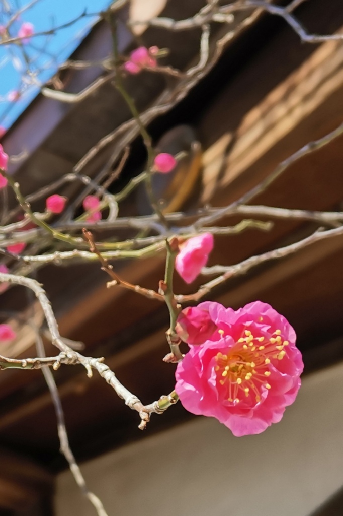 紅梅@牛天神北野神社(文京区)