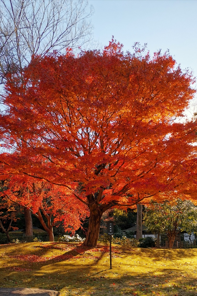 六義園_秋_2