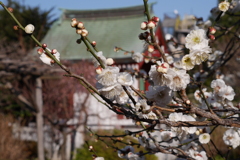 亀戸天神　梅