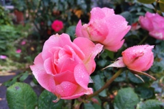 薔薇2021@大宮