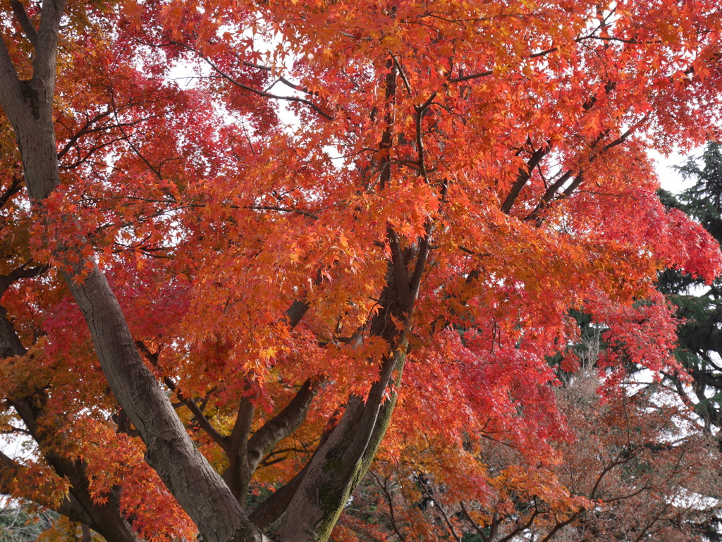小石川植物園
