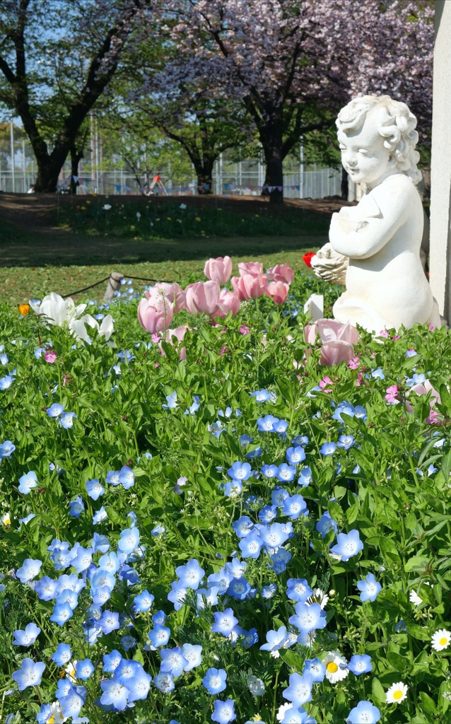 ネモフィラ＆チューリップ＆さくら@都立浮間公園