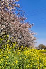 桜2021-(2) @三橋総合公園