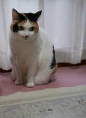ネコ