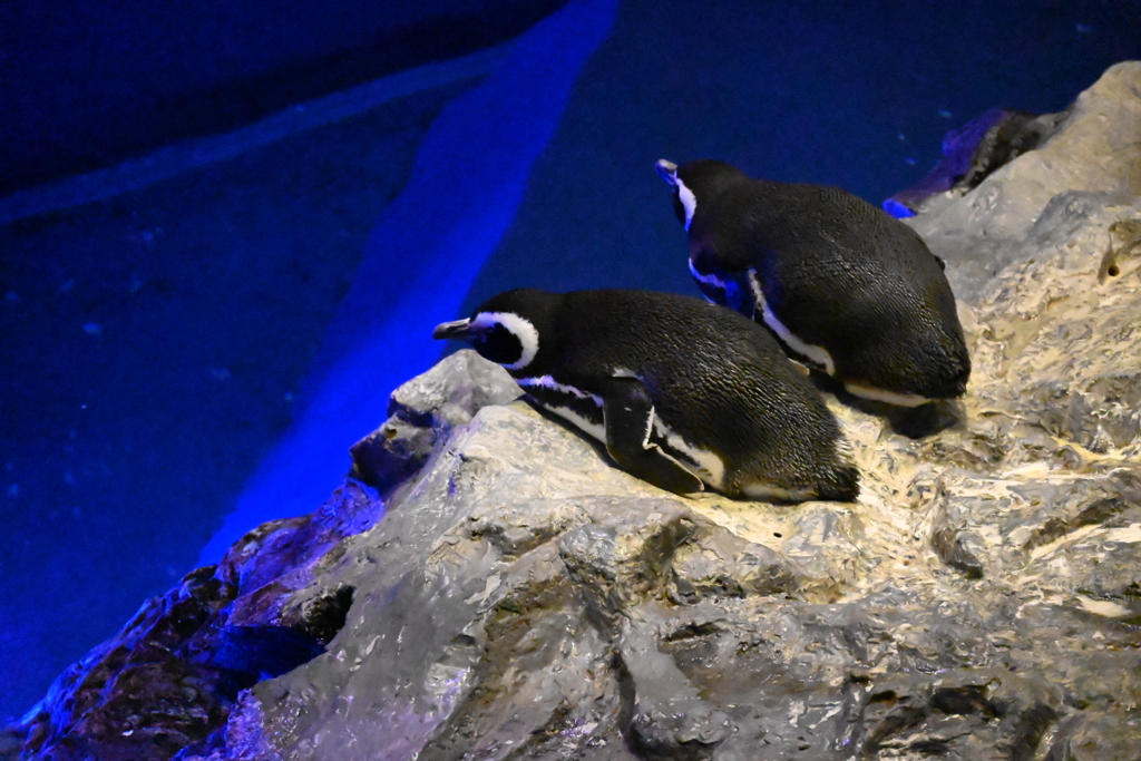 すみだ水族館09