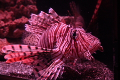 すみだ水族館03