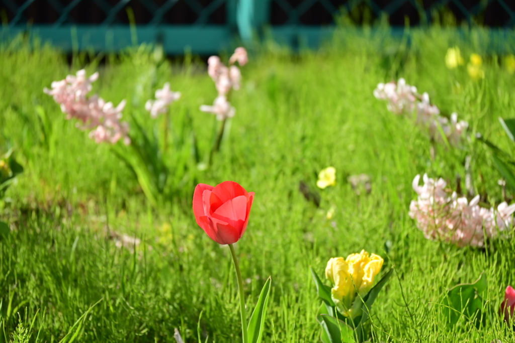 お花見散歩06