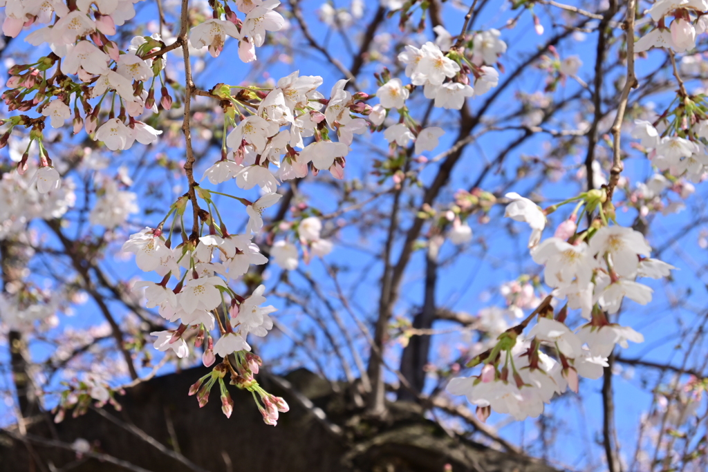 お花見散歩01