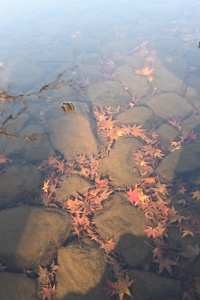 紅葉04