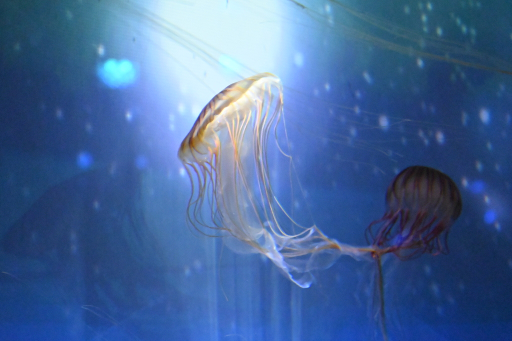 すみだ水族館08