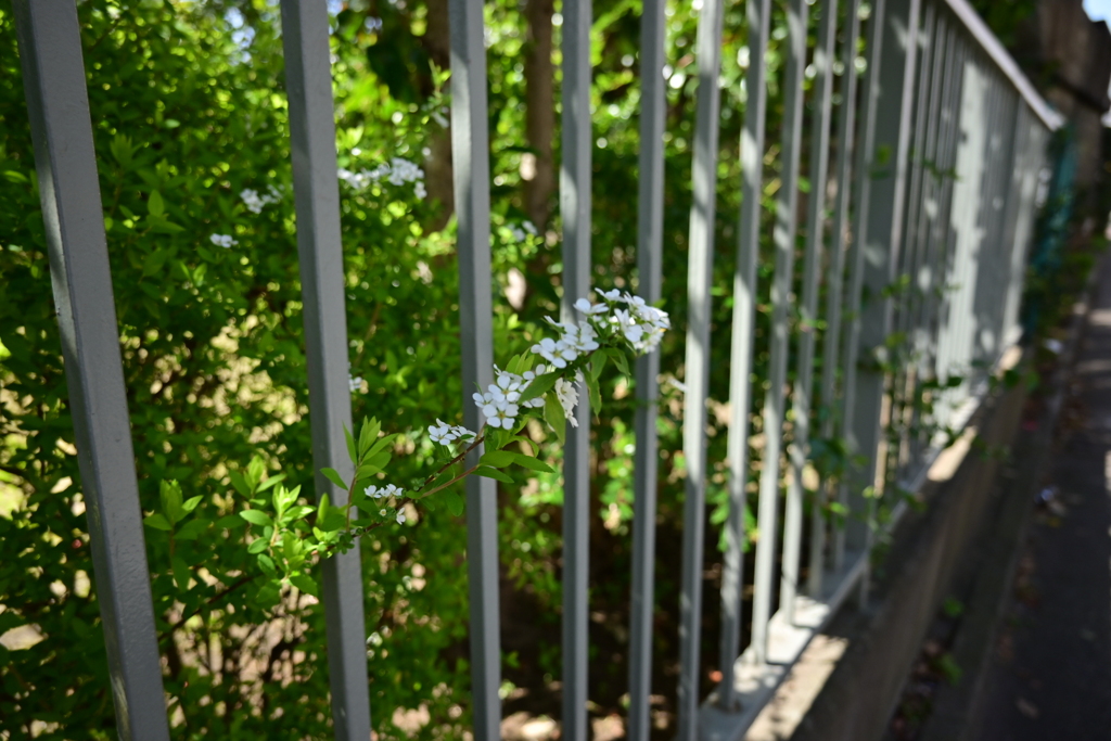 お花見散歩02