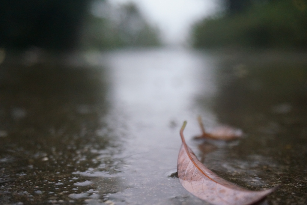 雨の道で