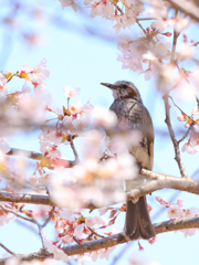 初めての野鳥？