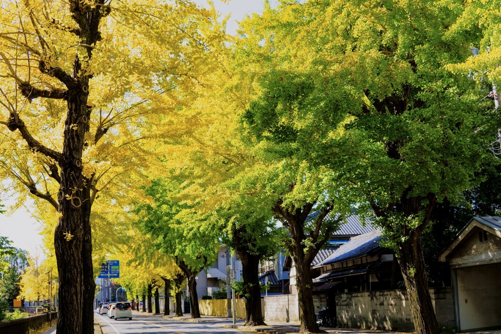 天理市銀杏並木