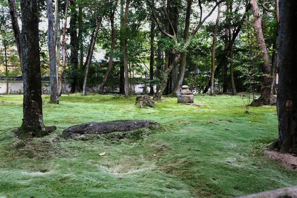 秋篠寺　苔