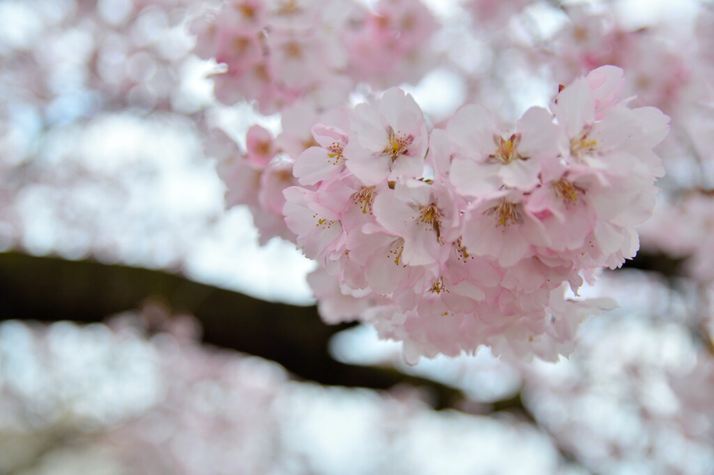早咲きの桜