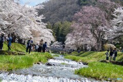 猪苗代町　観音寺川　桜