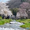 猪苗代町　観音寺川　桜