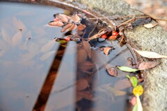 この～実なんの実気になる実～(笑)