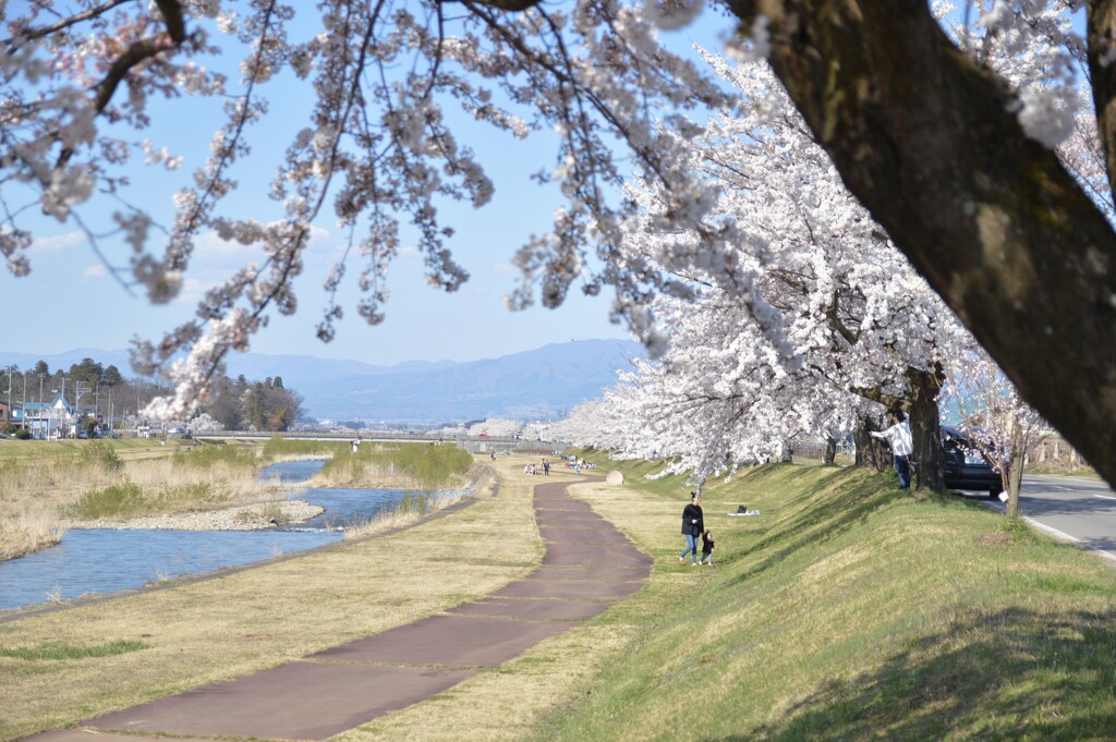 川辺の桜