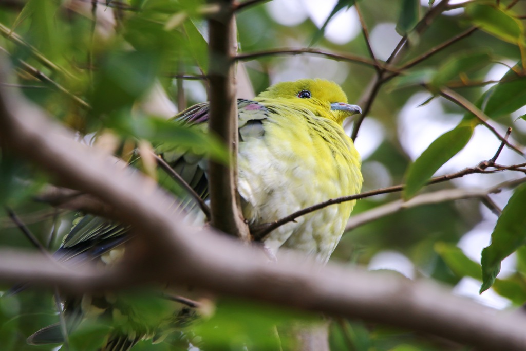 アオバトさん