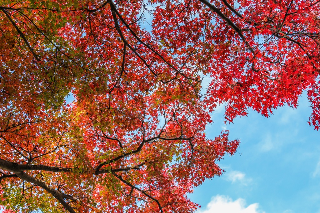 紅葉と秋空