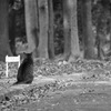 待ってるニャン