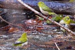 早くおいでよ！気持ちいいよ