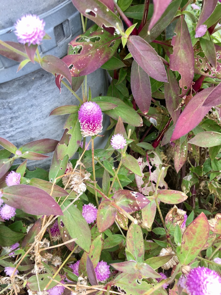 06  名も知らぬ好きな花