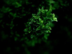 マサキ・パロマブランカ