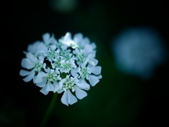 繊細な姿に、やさしさを宿す、白いオルレア