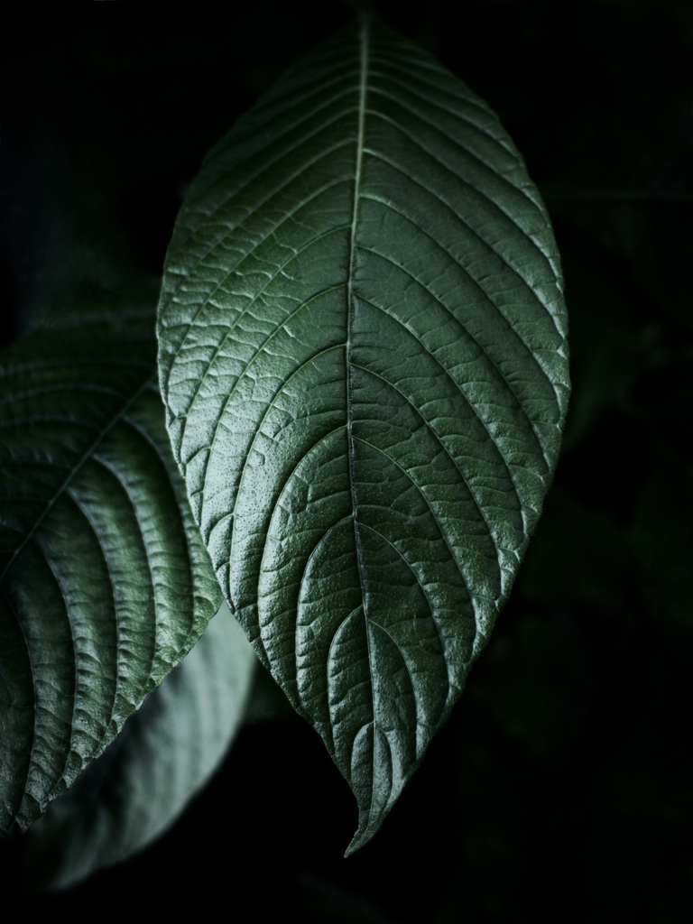 温室内の植物